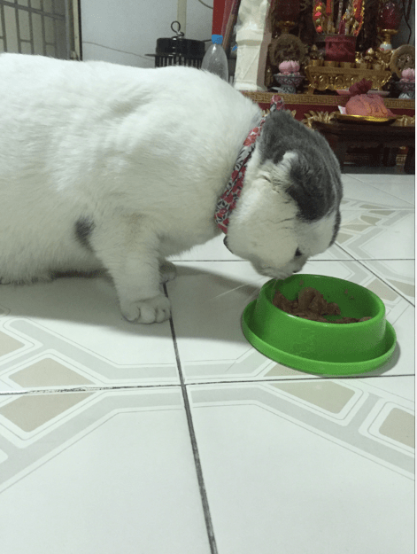 แมวงอนไม่กินข้าว