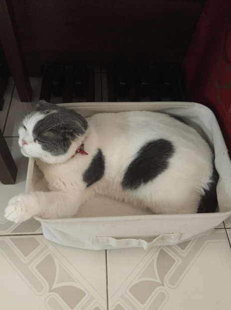 แมวงอนไม่มาทัก