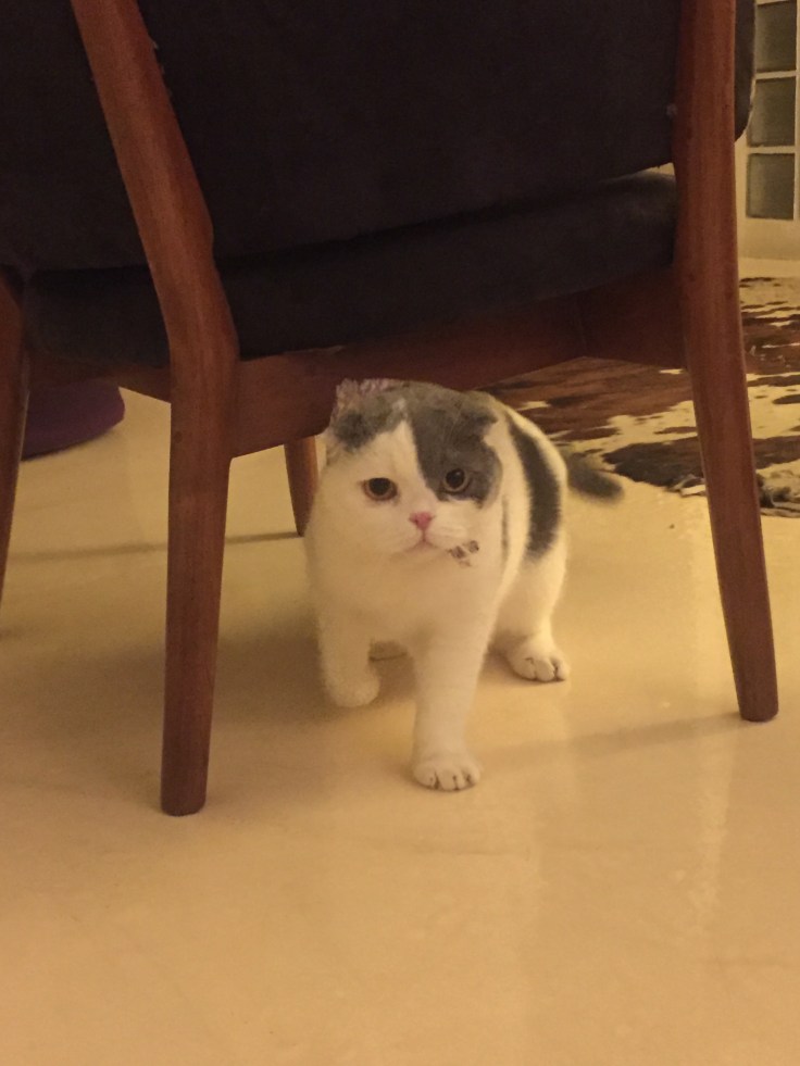 แมวหายงอน