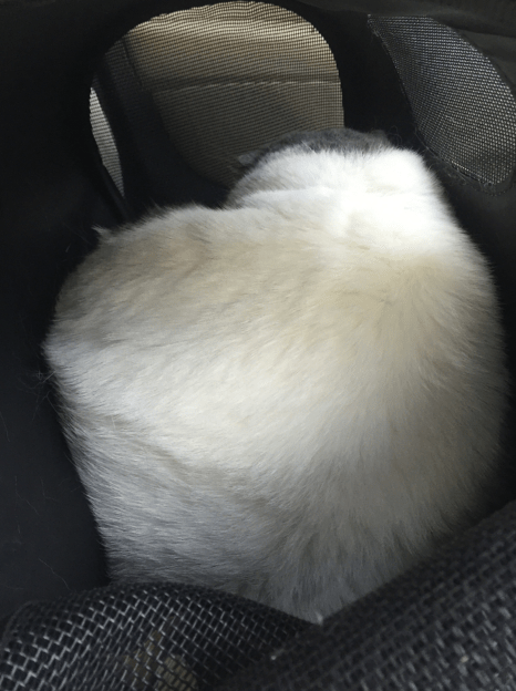 แมวงอนนั่งหันหลังให้