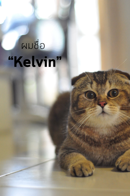 แมวสก็อตติชโฟลด์ติดตุ๊กตาใน Catclubguest