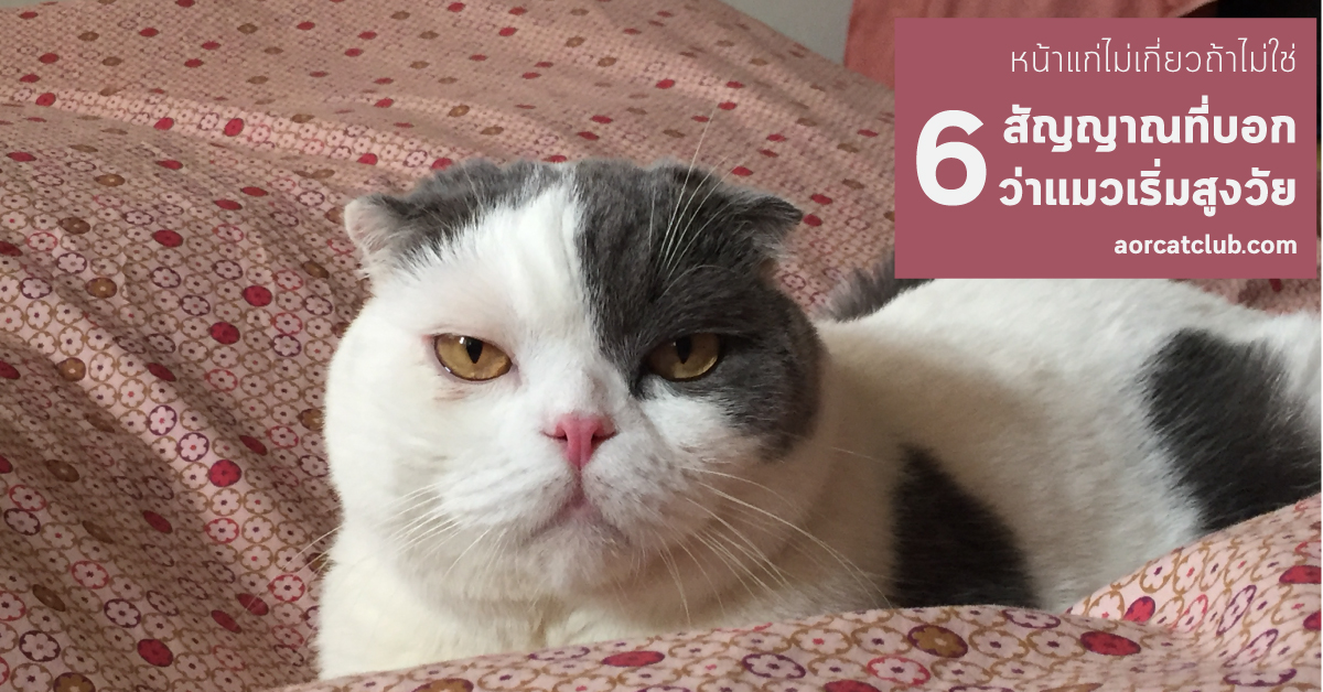 สัญญาณแมวแก่