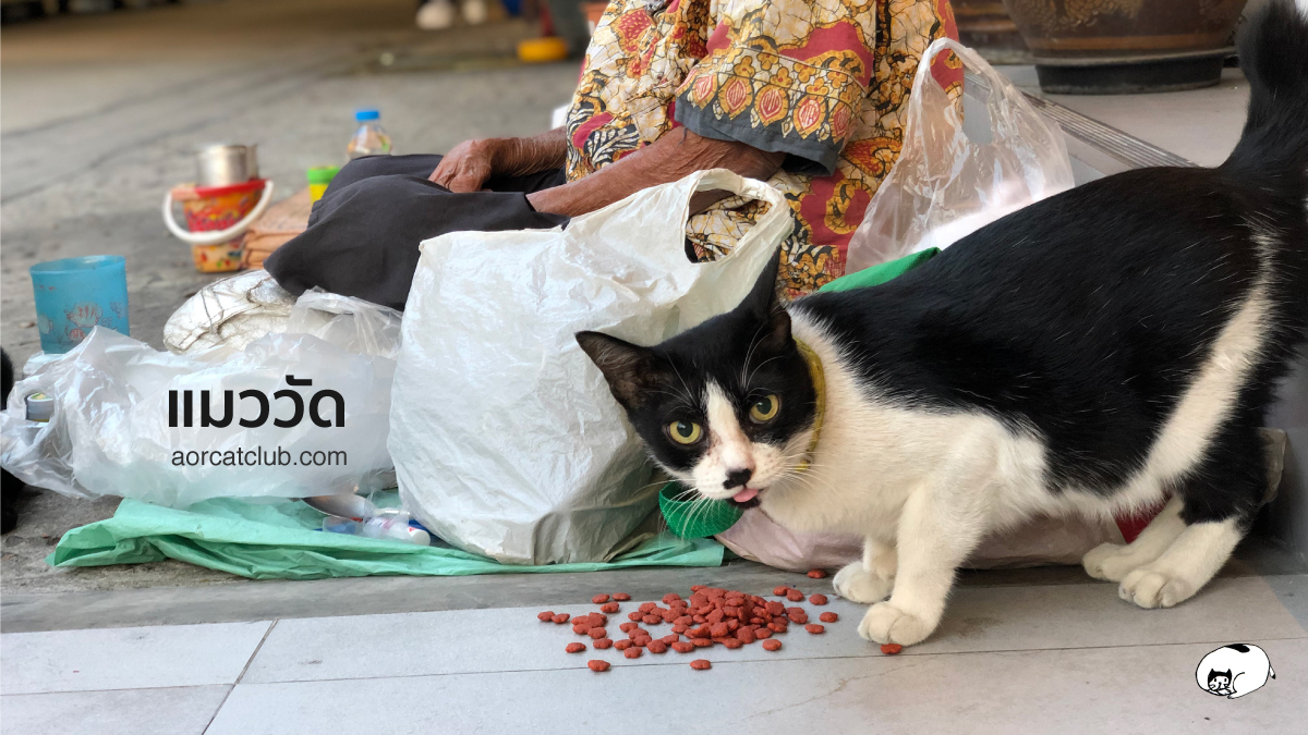 ชีวิตแมววัด