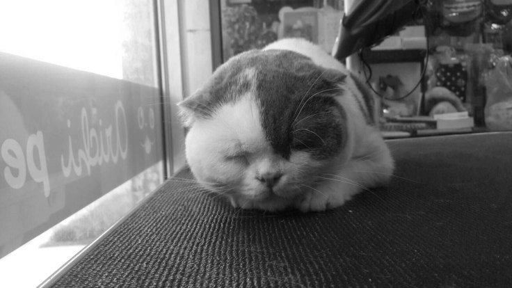 แมวคิดอะไร