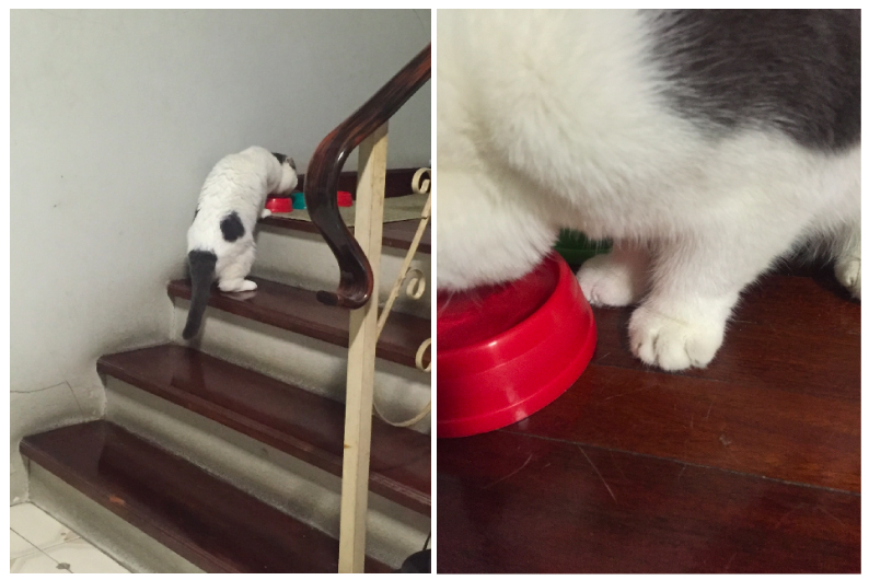 Gomezcat eat rules _Catclub