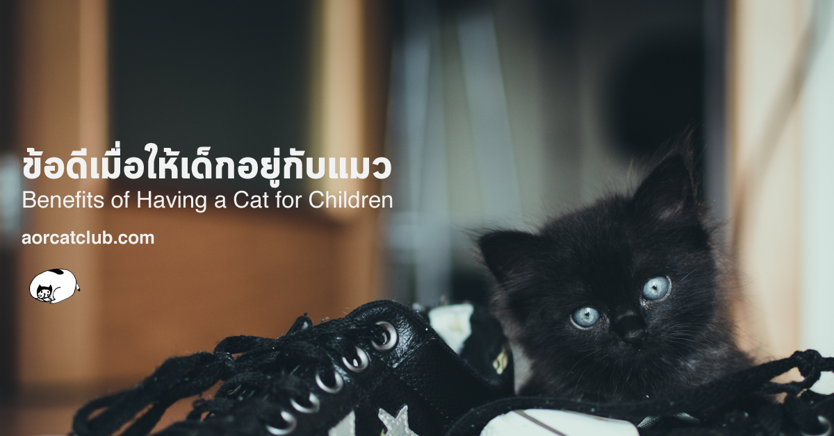 Benefits of Having a Cat for Children