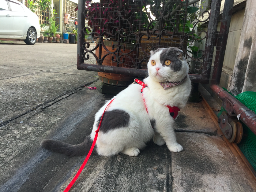 Cat Leash _Gomez_Catclub