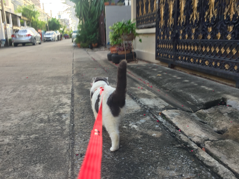 Cat Leash2__Gomezcat_Catclub