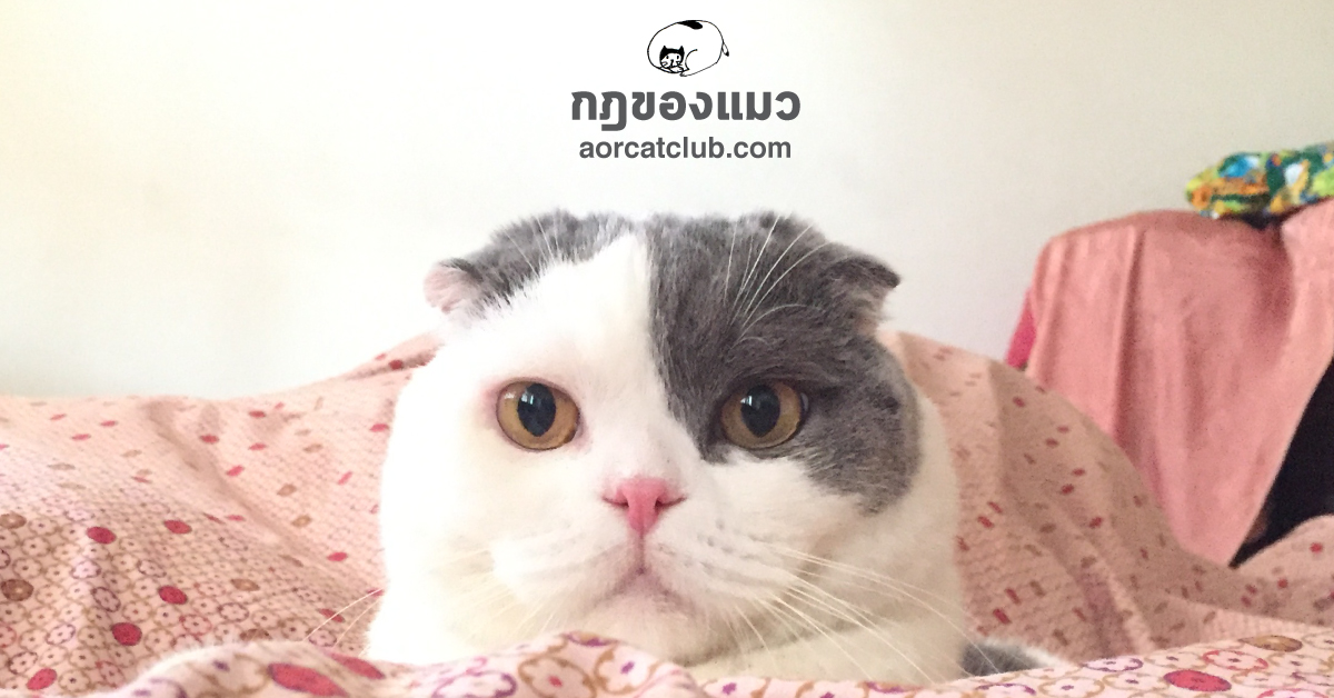 Gomezcat_rules of cat_catclub