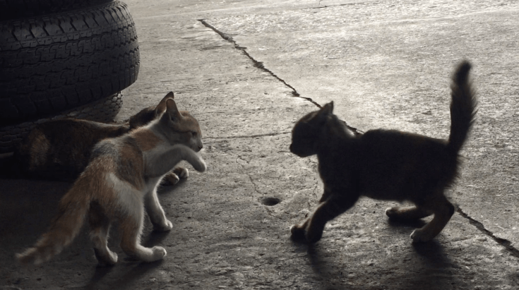 Catclub ขอบคุณทีมช่วยชีวิตหมูป่า