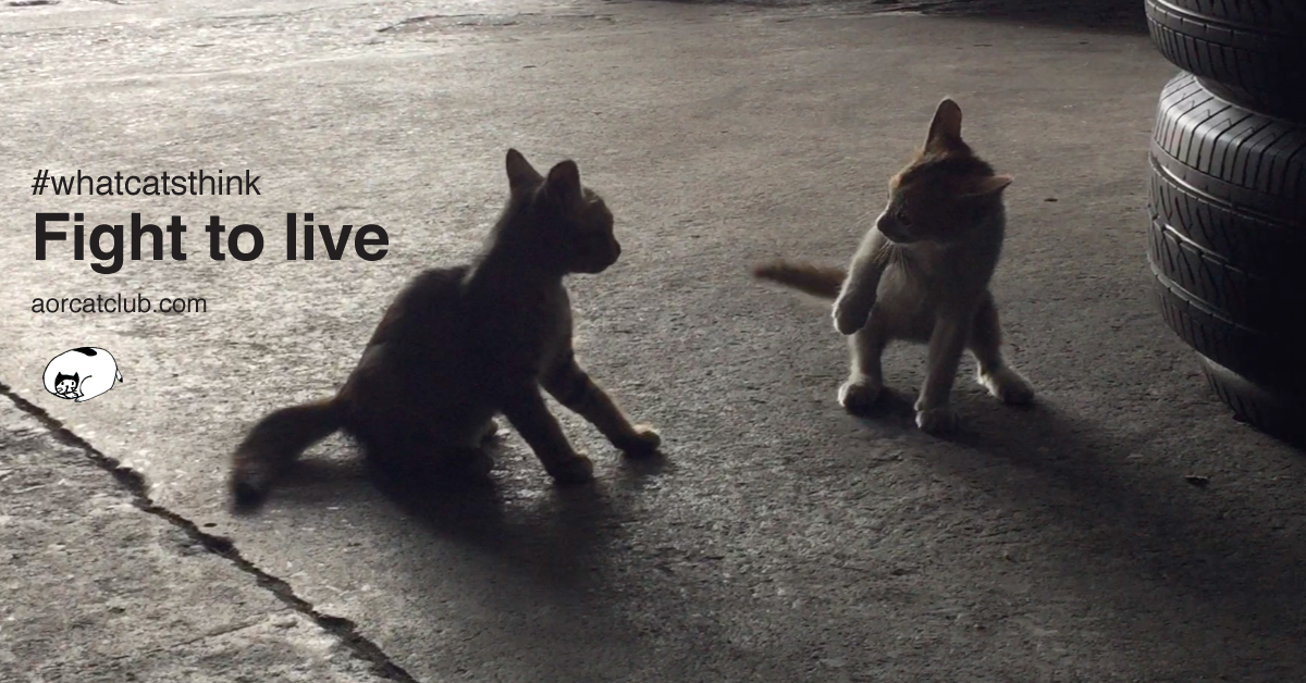 Catclub ขอบคุณทีมช่วยชีวิตหมูป่า