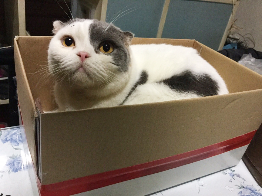 ทำไมแมวชอบนอนกล่อง