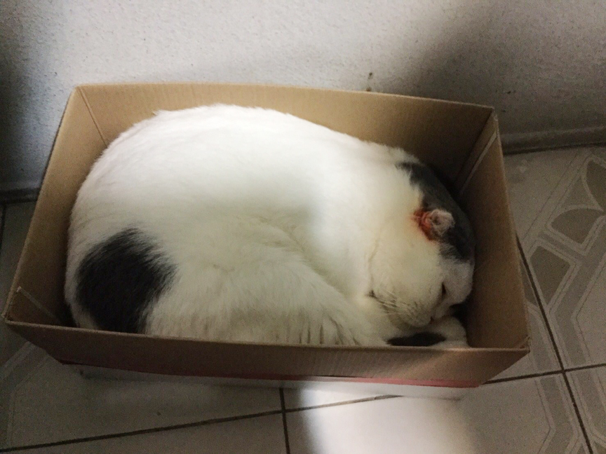 แมวชอบนอนในกล่อง