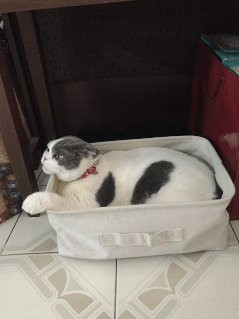 แมวกล่องมูจิ