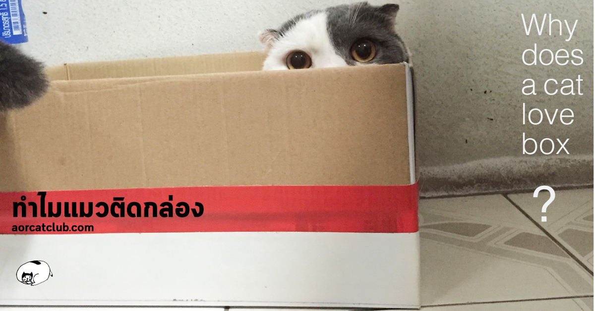 ทำไมแมวชอบนอนกล่อง