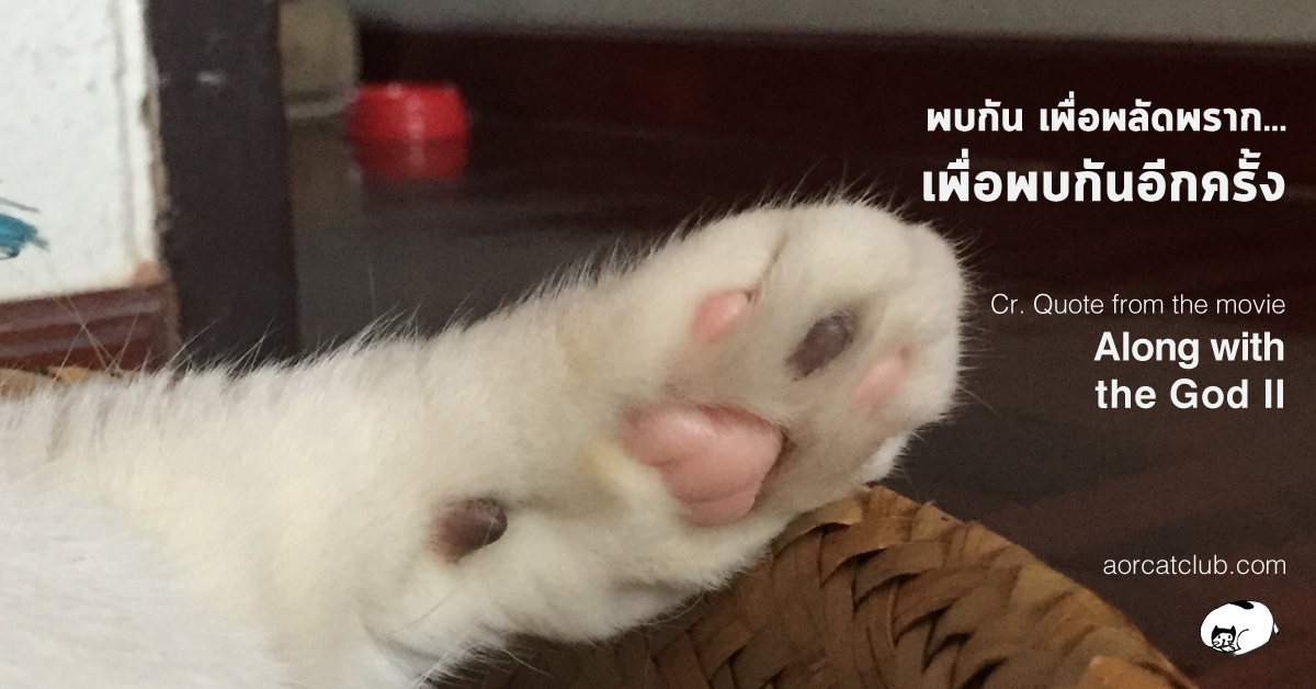 รีวิว Along with the God แบบ Cat club