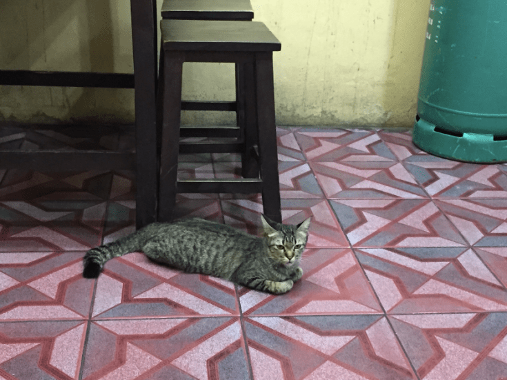 แมวไม่มีชื่อ1_#Catclubguest