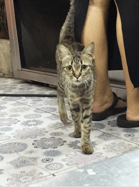 แมวไม่มีชื่อแต่น่ารัก_#Catclubguest