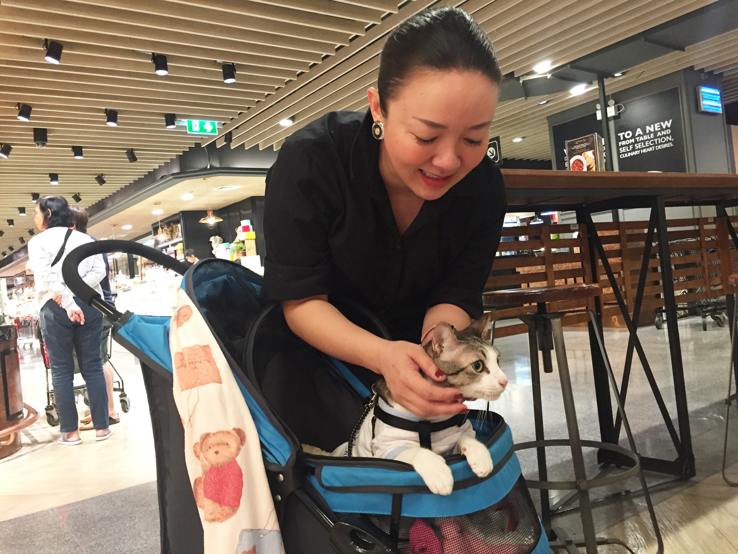 แมวนั่งรถเข็นมาเที่ยวห้าง