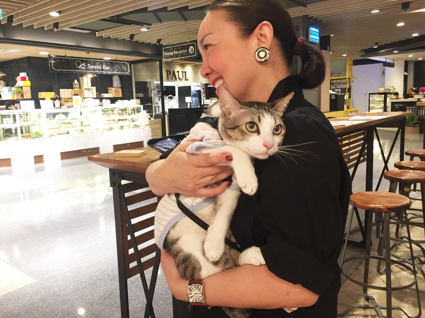 แมวนั่งรถเข็นเด็กเชื่องมาก