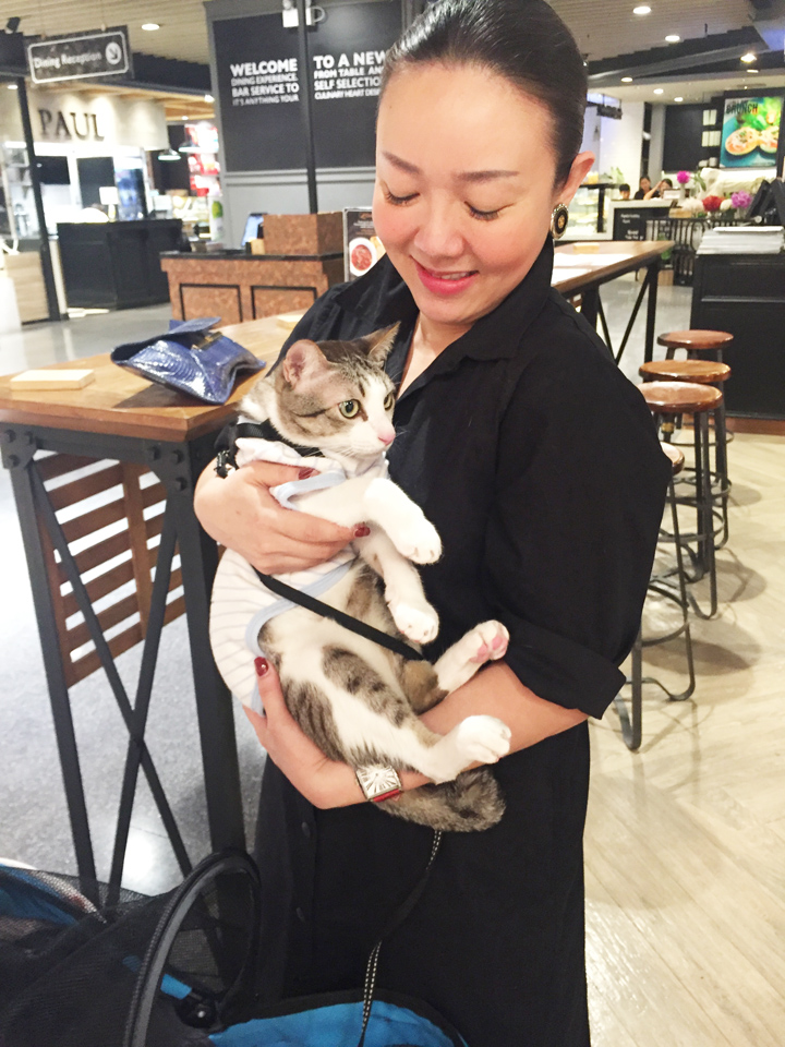 แมวนั่งรถเข็นเด็กมาเที่ยวห้าง