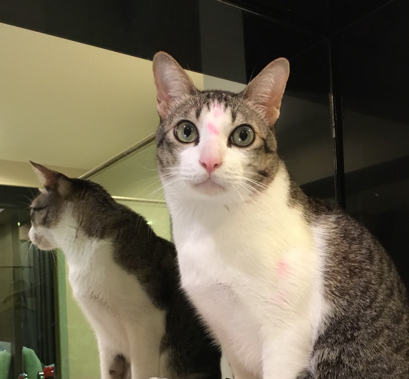 แมวจรโชคดีได้เจ้าของรัก