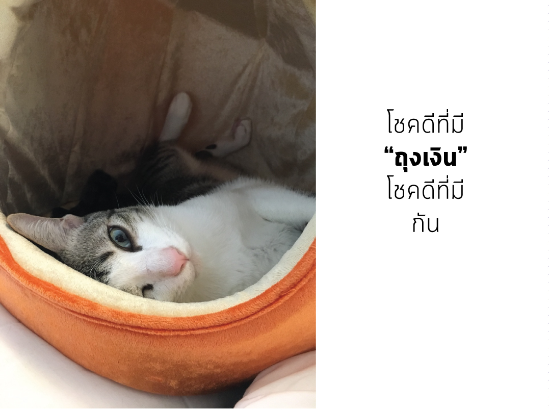 Catclubguest8_motherday