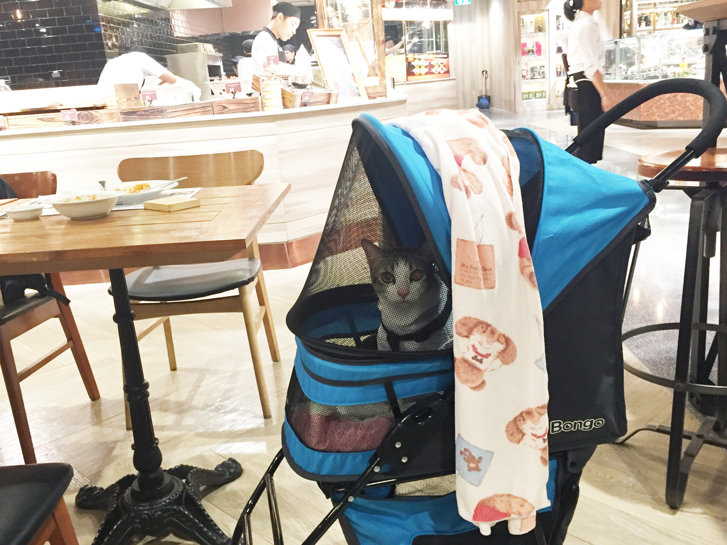 แมวนั่งรถเข็นมาเที่ยวห้าง