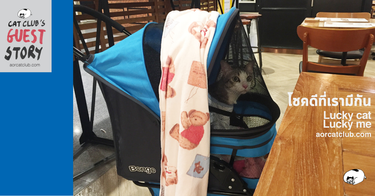 แมวนั่งรถเข็นมาเที่ยว