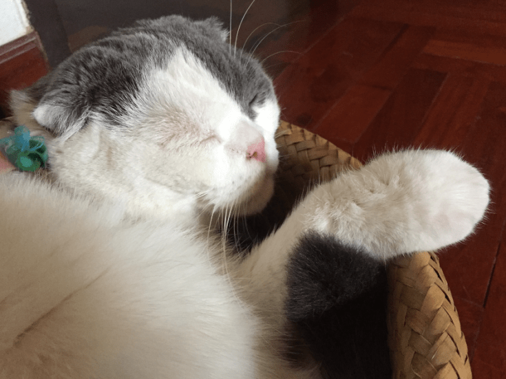 การได้เลี้ยงแมวสักตัวไม่ใช่ความไม่บังเอิญ