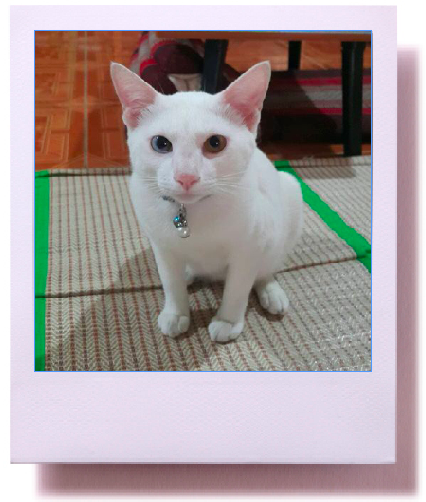 แมวหาย เจ้าของก็ใจหาย