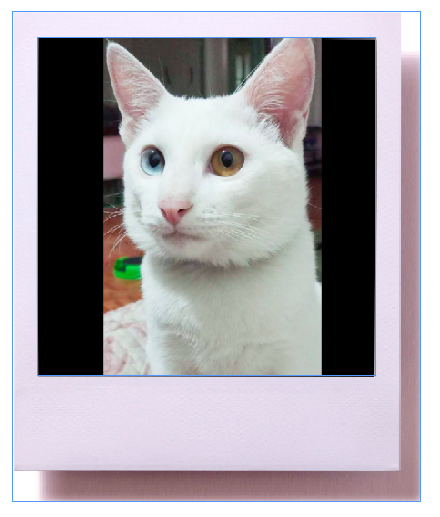 แมวขาวมณีตาสองสี