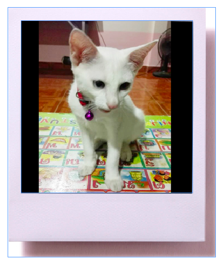 ชายจันทร์ แมว