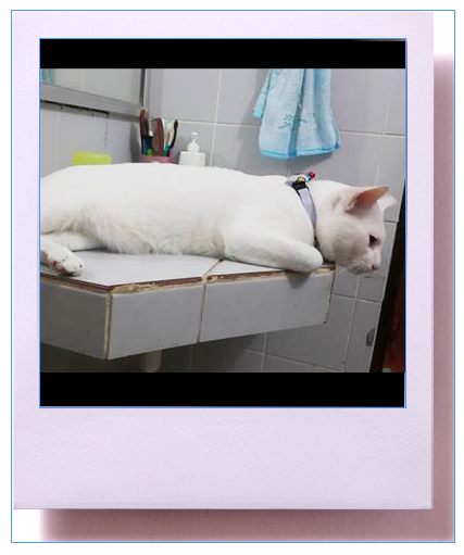 แมวจรน่ารัก ขี้อ้อน