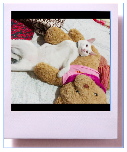 แมวจรเก็บจากตลาด น่ารักเวอร์ - #catclubguest