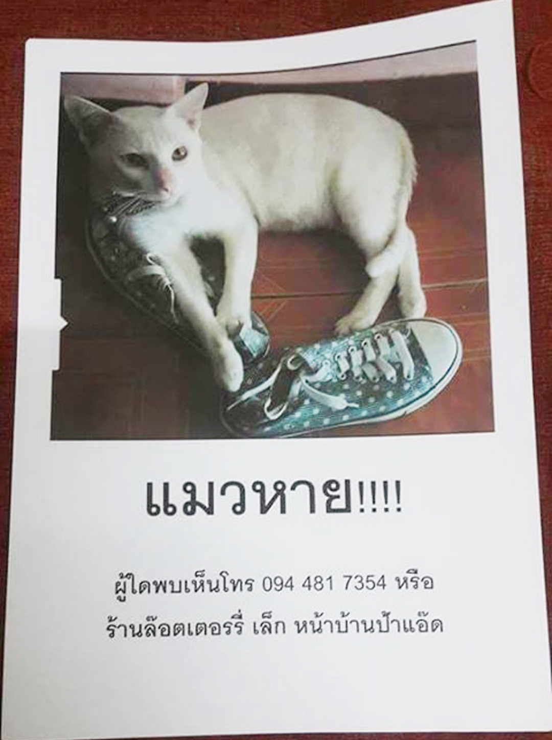 แมวหาย Blog แมว จาก aorcatclub