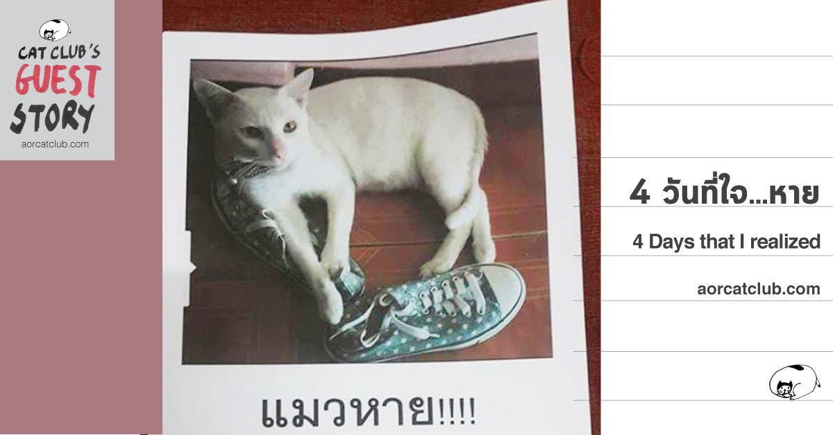 Lost cat_Catclubguest