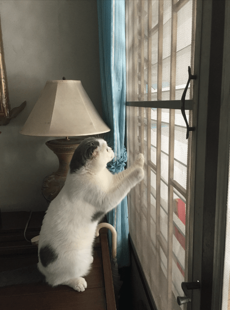 มีที่ให้แมวดูนกช่วยให้แมวหายเครียด