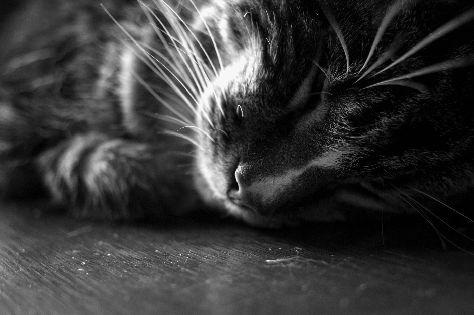 แมวเครียดทำให้ป่วยง่าย_catclub