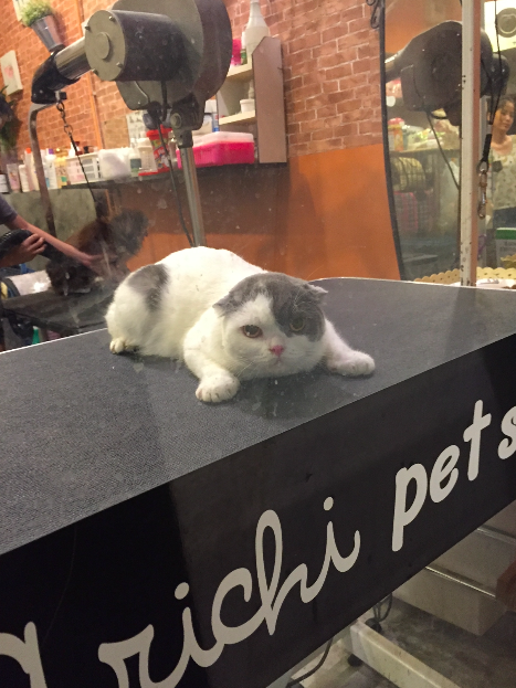 แมวเครียดจากการไปอาบน้ำ