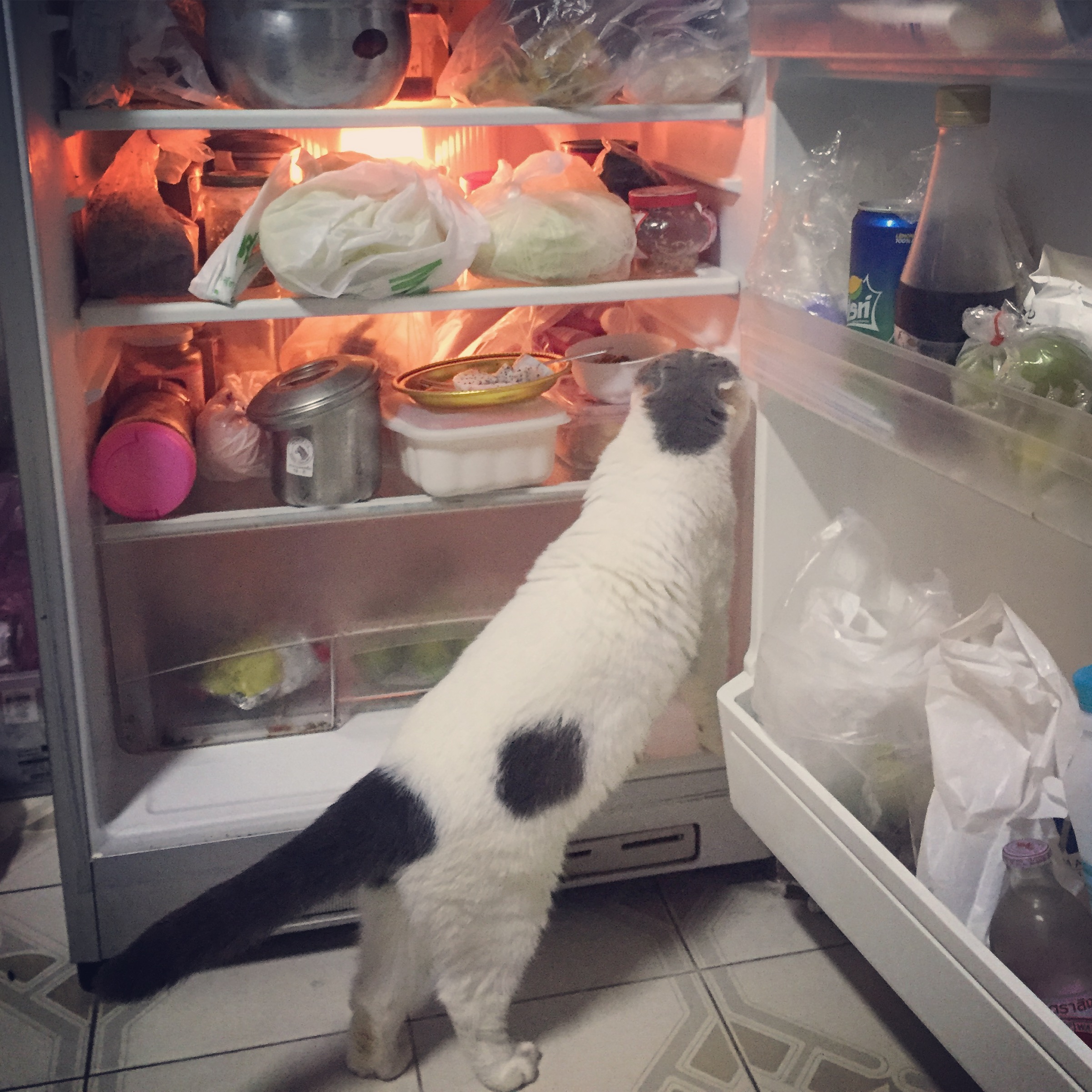 กินขนมก็ช่วยให้แมวหายเครียดได้นะเออ