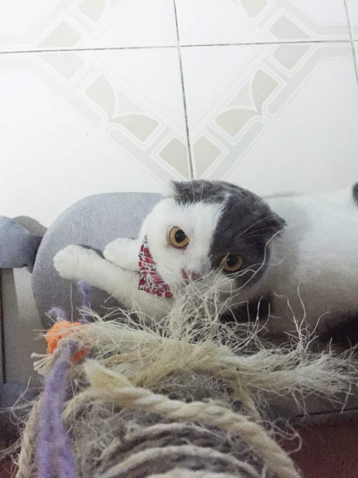 แก้แมวเครียดด้วยการให้แมวลับเล็บ