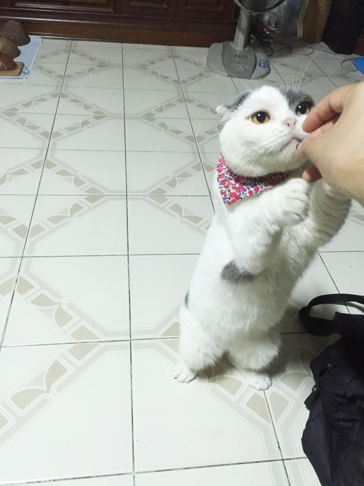 เล่นกับแมวช่วยแมวหายเครียดได้