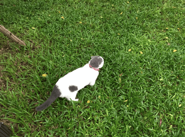 แมวกลัวการออกนอกบ้าน