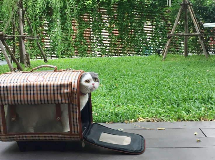 แมวติดบ้าน 