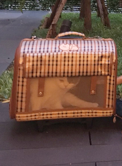 แมวกระเป๋า 