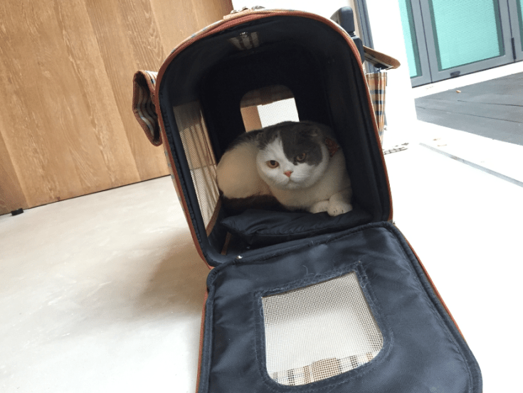 โกเมส แมวติดบ้าน