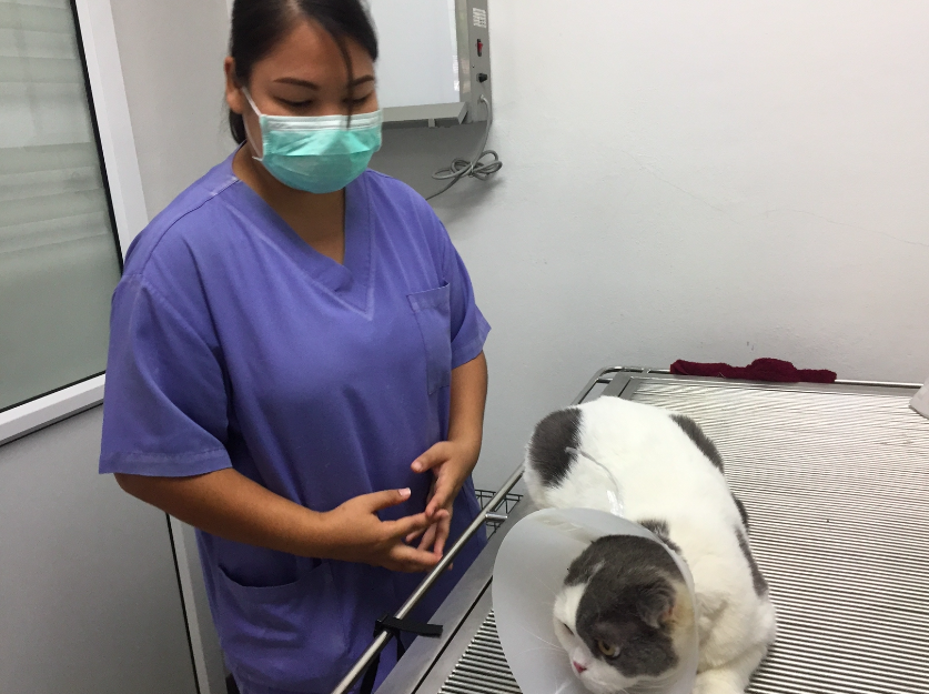 ตรวจเลือดแมวหาค่าต่างๆ