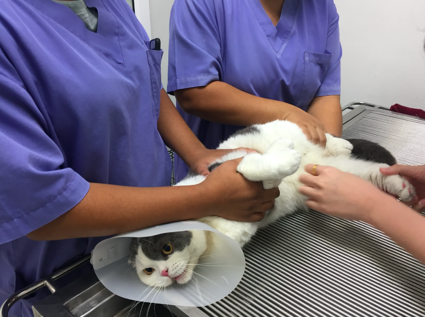 แมวโกเมส ตรวจเลือด ตรวจสุขภาพ