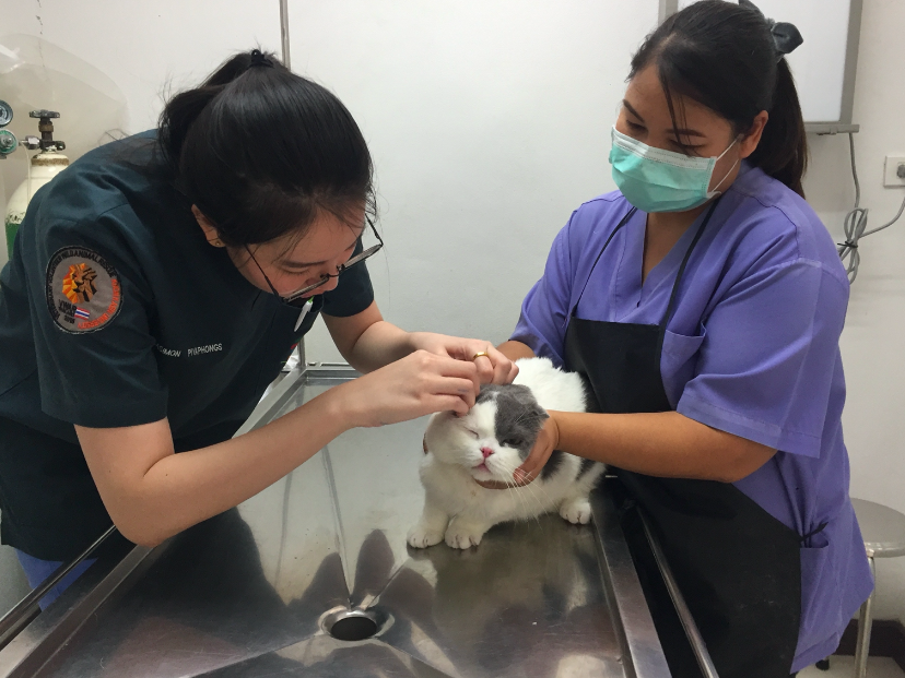 แมวสก็อตติชโฟลด์ หูจะมีปัญหาง่าย ต้องเช็ดทำความสะอาด